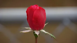 玫瑰，玫瑰，鲜花，性质，红色的花瓣