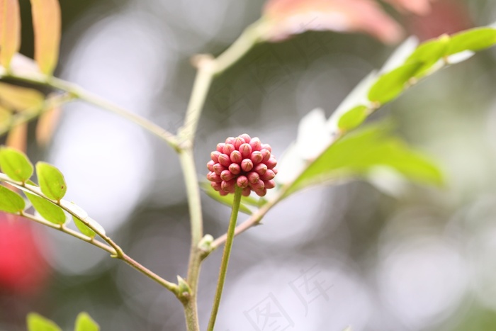 花，绿色，新芽，春天，植物，性质，成长