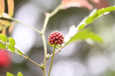 花，绿色，新芽，春天，植物，性质，成长
