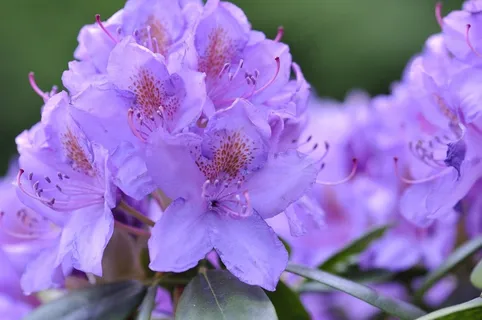 杜鹃花,植物,鲜花,蓝色,春天,花园 杜鹃花,植物,鲜花,蓝色,春天,花园