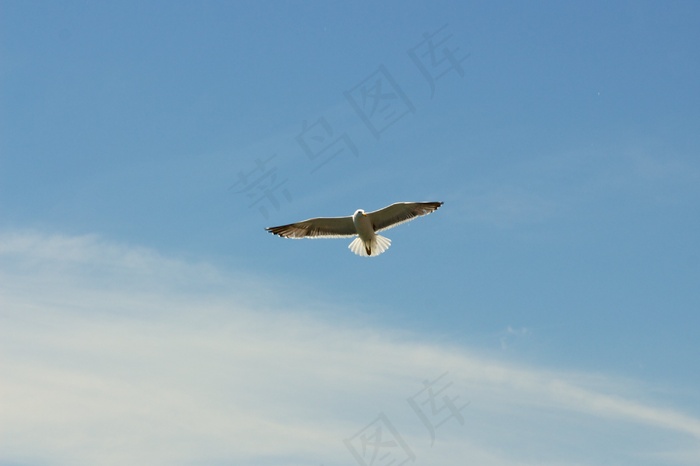 飞机,海鸥图,海鸥,红嘴鸥,黑翅鸢,天空鸟飞行海鸥