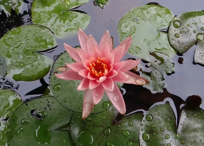 睡莲，百合，花，睡莲科，雨湿