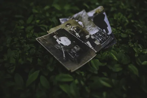 叶子上的老照片