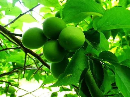 매화(李梅) 매화(李梅)