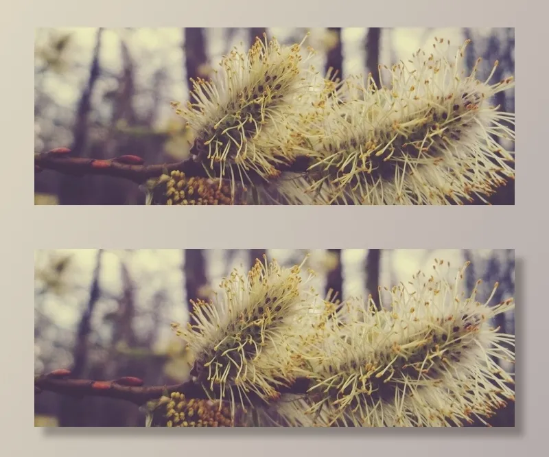 褪色柳，冷，科，性质，道路，芽