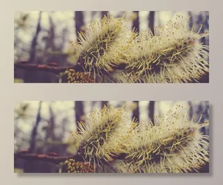 褪色柳，冷，科，性质，道路，芽