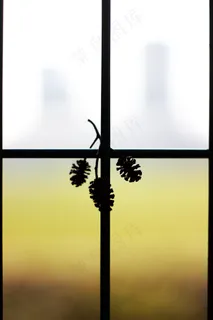 篱笆，绿色，黑色，植物，白色，背景，光