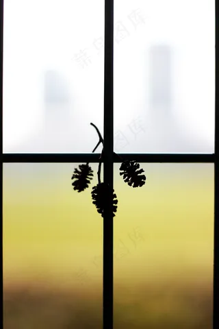 篱笆，绿色，黑色，植物，白色，背景，光