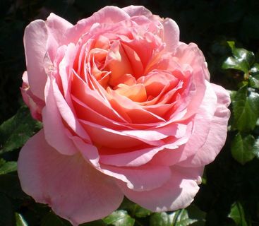 玫瑰，鲜花，开花，美，浪漫