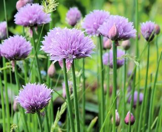 韭菜，开花，性质，植物，花园，花，紫色
