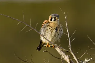红est，鸟，栖息，野生动物，捕食者，年轻