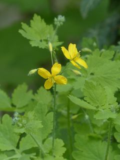 白屈菜，开花，黄色，胶囊