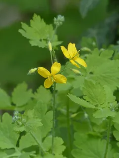 白屈菜，开花，黄色，胶囊