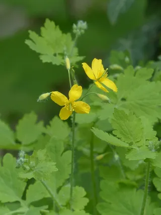 白屈菜，开花，黄色，胶囊