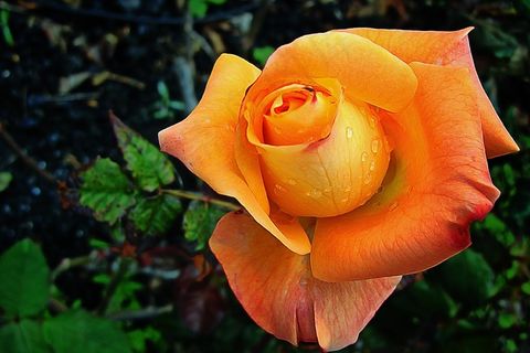 罗莎，花，自然