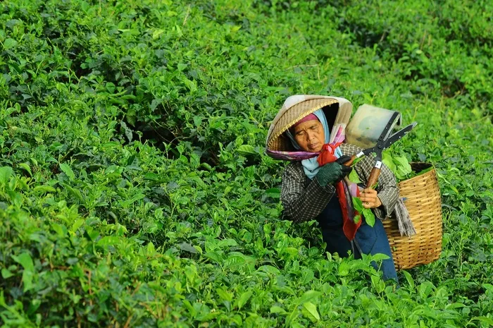 女人，收获，茶，人，工作，食品