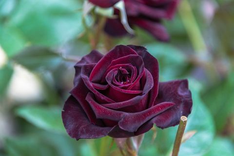 花，花瓣，自然