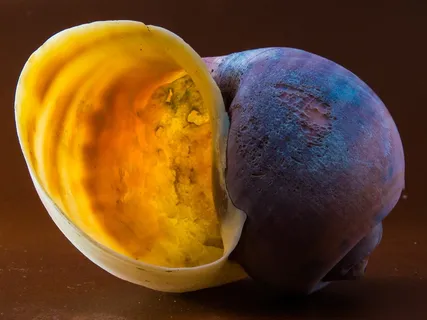 壳，蜗牛，关闭