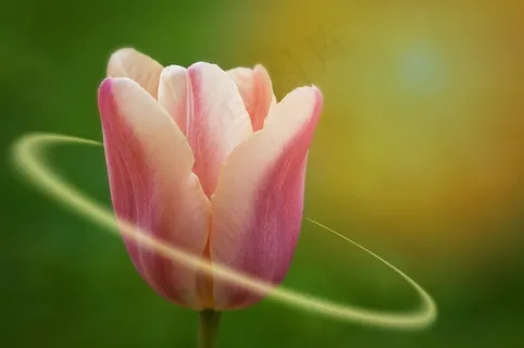 郁金香,花,美丽,蜡笔,春天的花朵,光 郁金香,花,美丽,蜡笔,春天的花朵,光