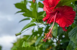 芙蓉花，花，宏，开花，新鲜，粉红色