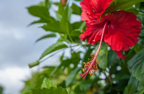 芙蓉花,花,宏,开花,新鲜,粉红色 芙蓉花,花,宏,开花,新鲜,粉红色