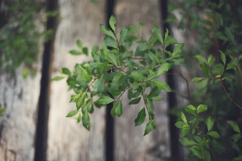 绿色,植物,叶子,木材,篱笆 绿色,植物,叶子,木材,篱笆
