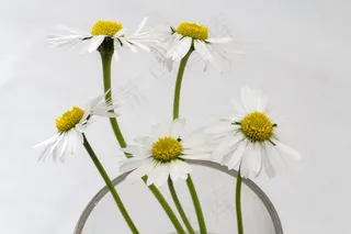 鲜花，静物，黛西，花瓶，关闭