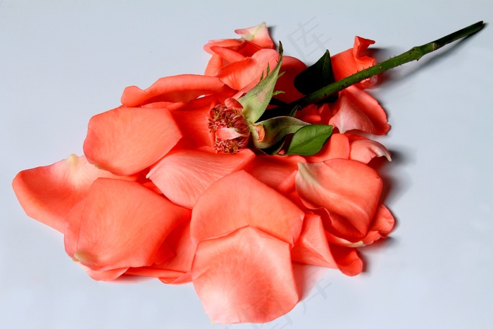 花瓣，罗莎，Despetalada，红色的花瓣，花，红玫瑰