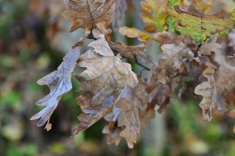 叶子，自然，秋季，干，棕色，枯萎
