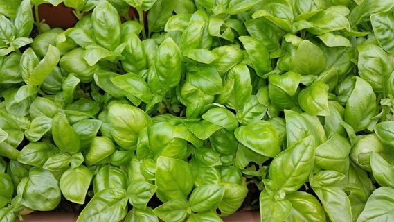 罗勒，绿色，夏天，厨师，植物，意大利语