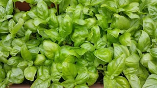 罗勒，绿色，夏天，厨师，植物，意大利语