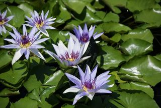 睡莲，水生，莲花，百合，性质，花，叶