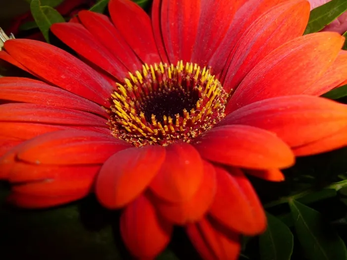 开花，花，自然
