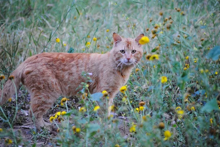 姜猫，鲜花中的猫，猫春天的花朵，猫