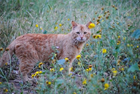 姜猫，鲜花中的猫，猫春天的花朵，猫
