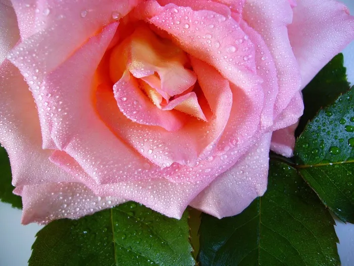 雨滴玫瑰，水滴，粉红色，花，宏