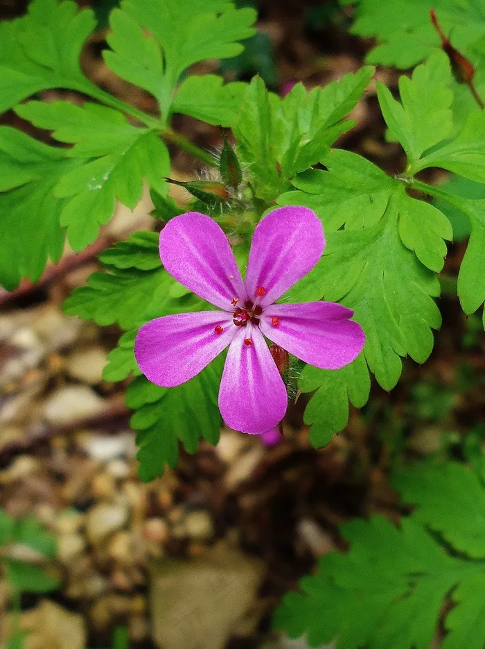花，鲜花，粉红色，绿色，自然