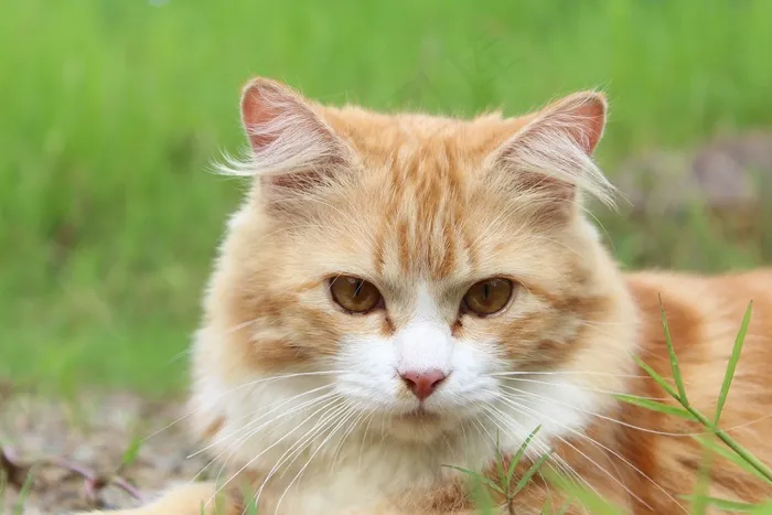 猫,狮子猫,布偶猫,小狗,土耳其梵猫,猫在草地上的肖像