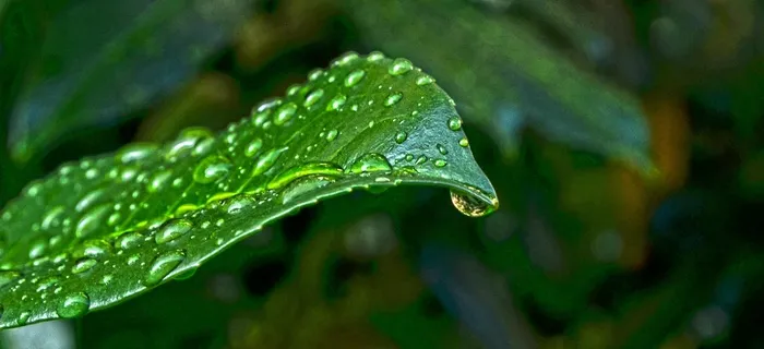 自然，床单，绿色，湿，水，滴