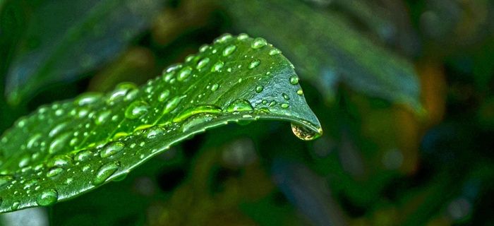 自然,床单,绿色,湿,水,滴 自然,床单,绿色,湿,水,滴