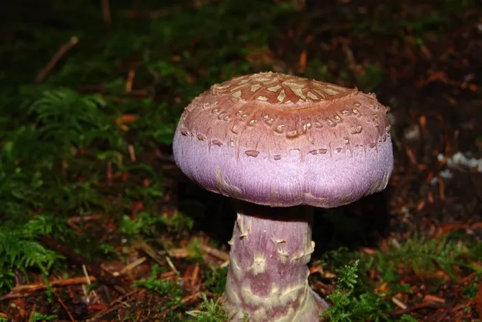 蘑菇，青苔，绿色，真菌，季节，自然