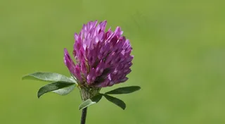 克莱，Wiesenklee，开花，盛开，紫色，植物，性质