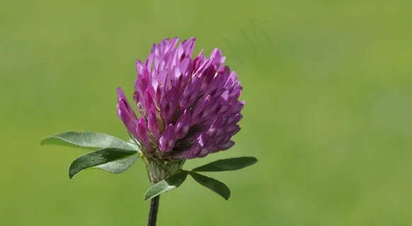 克莱,Wiesenklee,开花,盛开,紫色,植物,性质 克莱,Wiesenklee,开花,盛开,紫色,植物,性质