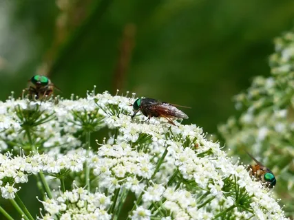 牛肝菌，绿色的眼睛，绿色的复眼，昆虫