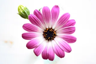 花，粉红色，自然，紫色，开花，厂