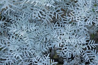 千里光，Hieron，植物，自然，外，字段