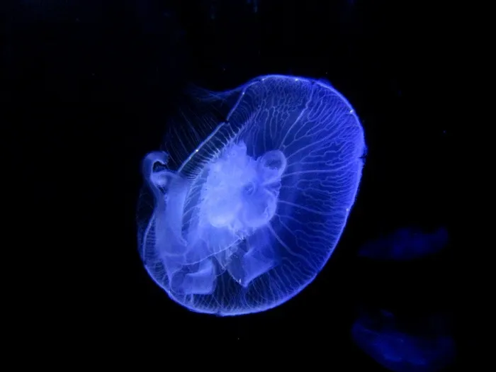水母，动物，透明，花丝，浮游物
