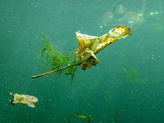 秋，叶，金色的秋天，片在水中，叶子
