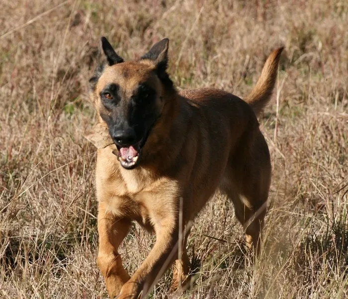 德牧/德国牧羊犬,德国牧羊犬,玛伦牧羊犬,马犬,比利时牧羊犬,煤渣