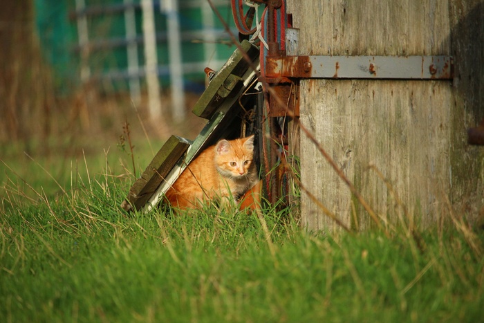 小猫，红鲭鱼虎斑猫，猫宝宝，猫，秋季